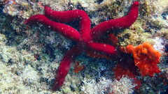 Ophidiaster ophidianus