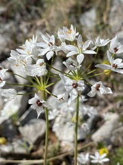 Allium subhirsutum