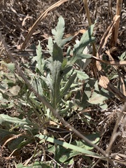 Engelmannia peristenia