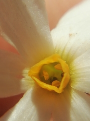 Narcissus deficiens