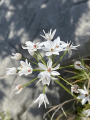 Allium subhirsutum