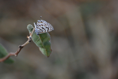 Leptotes plinius