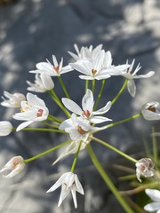 Allium subhirsutum