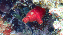 Halocynthia papillosa