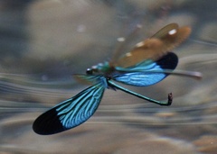 Neurobasis chinensis