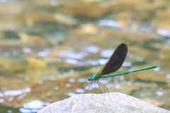 Neurobasis chinensis