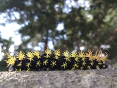 Leucanella