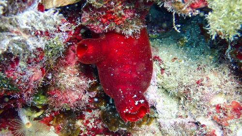 red sea squirt, Epirus, Epirus and Western Macedonia, Greece, photo 6 of 10