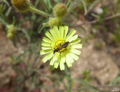 Oedemera simplex