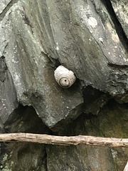 Dolichovespula maculata