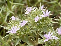 Drypis spinosa jacquiniana