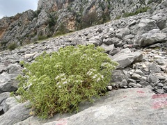 Drypis spinosa jacquiniana