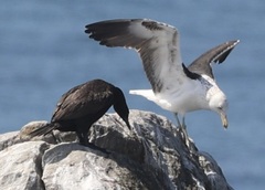 Larus dominicanus vetula