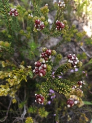 Phylica ericoides