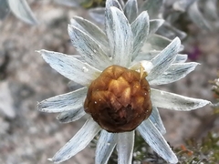 Helichrysum retortum