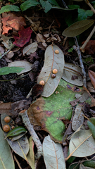 Belonocnema treatae