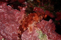 Scorpaena maderensis