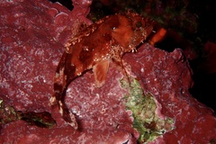 Scorpaena maderensis