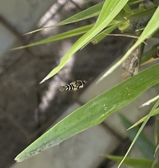 Allograpta neotropica