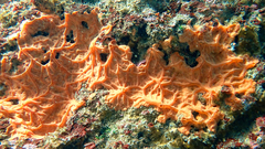 Spirastrella cunctatrix