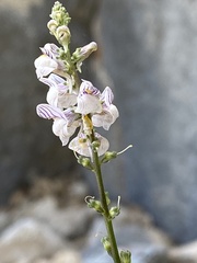 Linaria microsepala