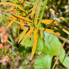 Coleosporium