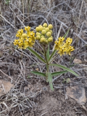 Asclepias pilgeriana