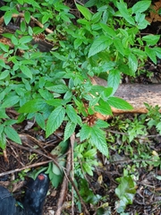 Cedronella canariensis