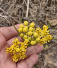 Asclepias pilgeriana