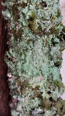 Punctelia jeckeri