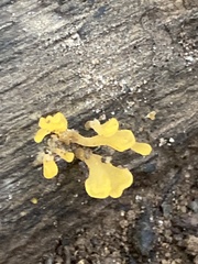 Dacrymycetaceae