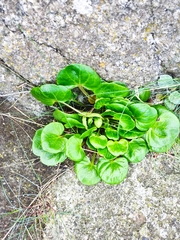 Calystegia soldanella