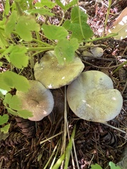 Agaricus hondensis