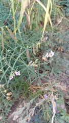 Lathyrus graminifolius