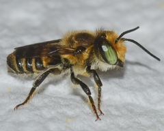 Megachile petulans