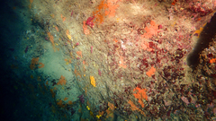 Spirastrella cunctatrix