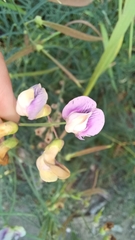 Lathyrus graminifolius