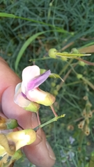 Lathyrus graminifolius