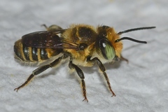 Megachile petulans