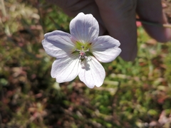 Geranium incanum