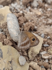 Stegosatyrus imbrialis