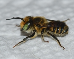 Megachile petulans