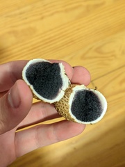 Scleroderma citrinum