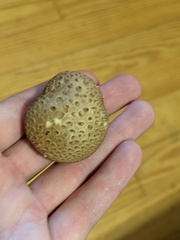 Scleroderma citrinum