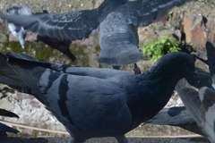 Columba livia domestica