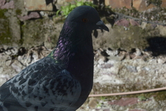 Columba livia domestica
