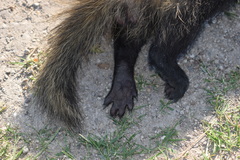 Galictis cuja