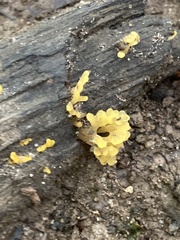 Dacrymycetaceae