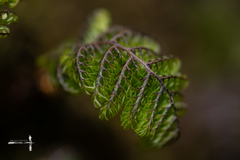 Hymenophyllum