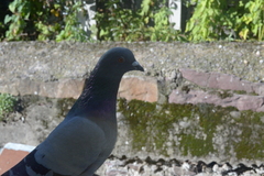 Columba livia domestica
